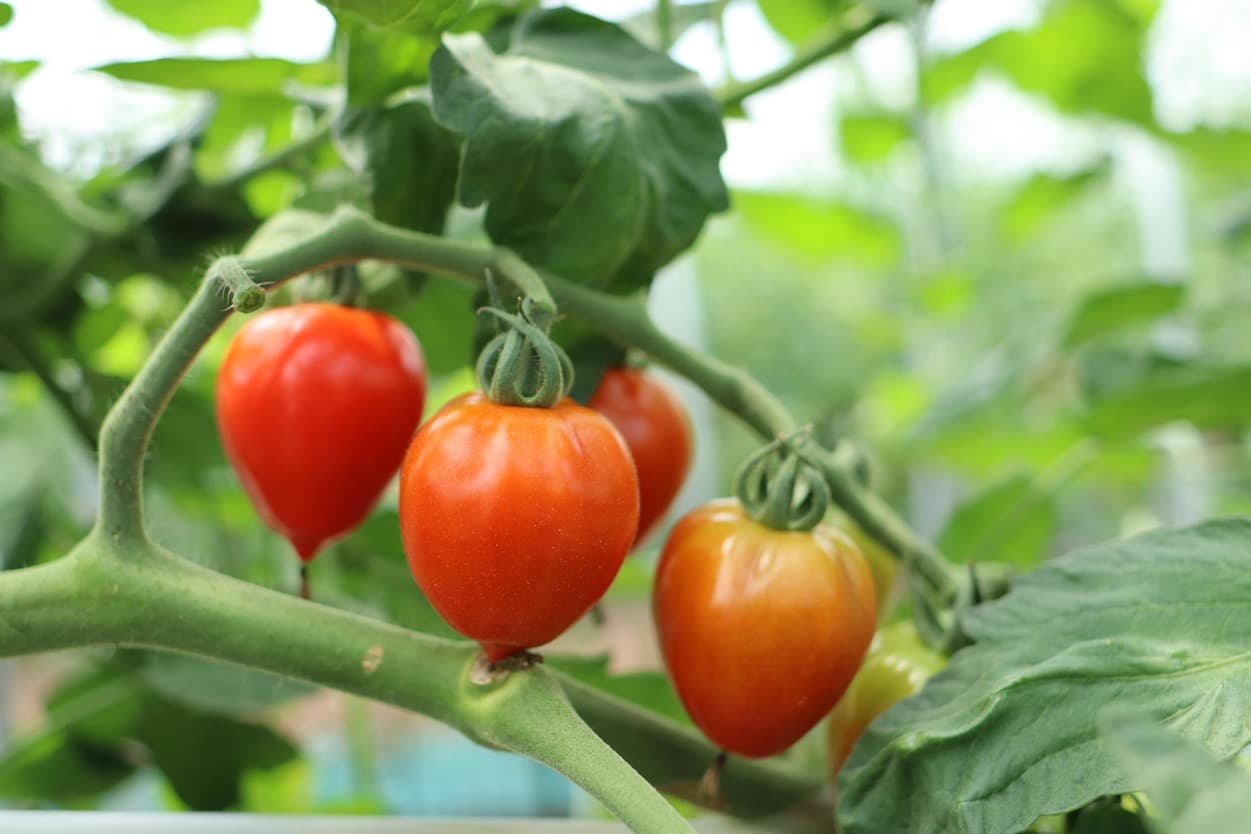 昭和村　トマトベリー