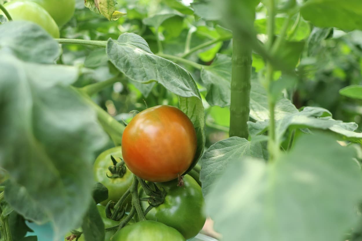 昭和村　ぜいたくトマト