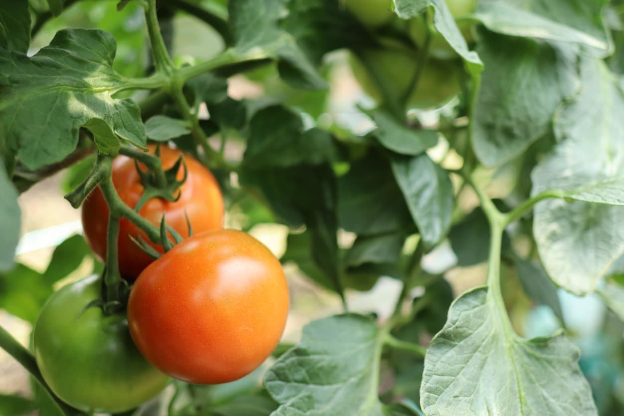 昭和村　ぜいたくトマト