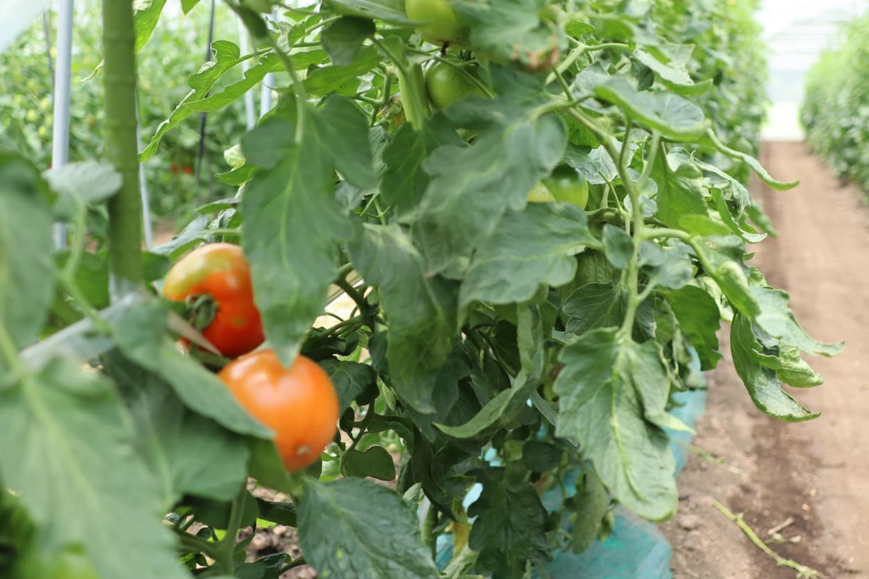 昭和村　ぜいたくトマト