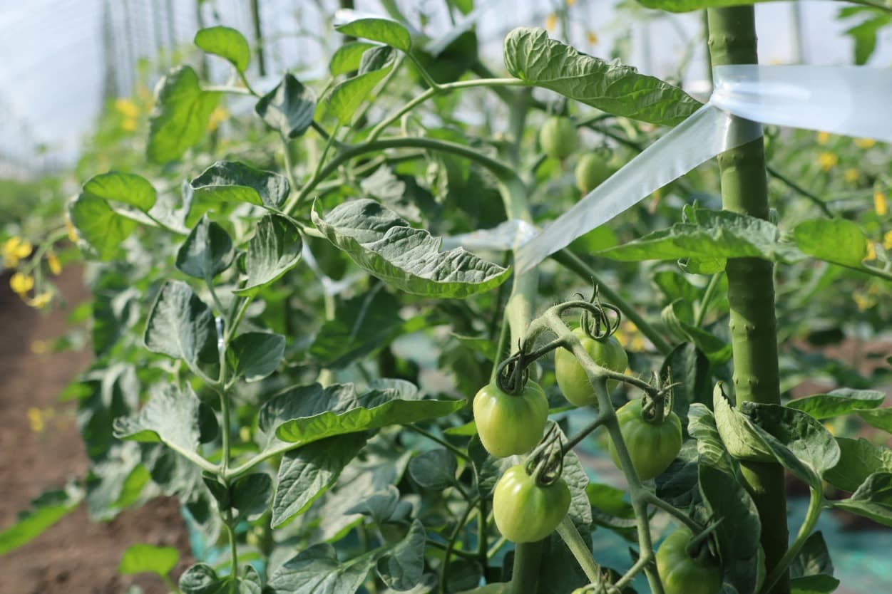 昭和村　トマトベリー