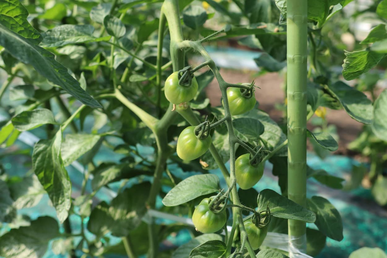 昭和村　トマトベリー