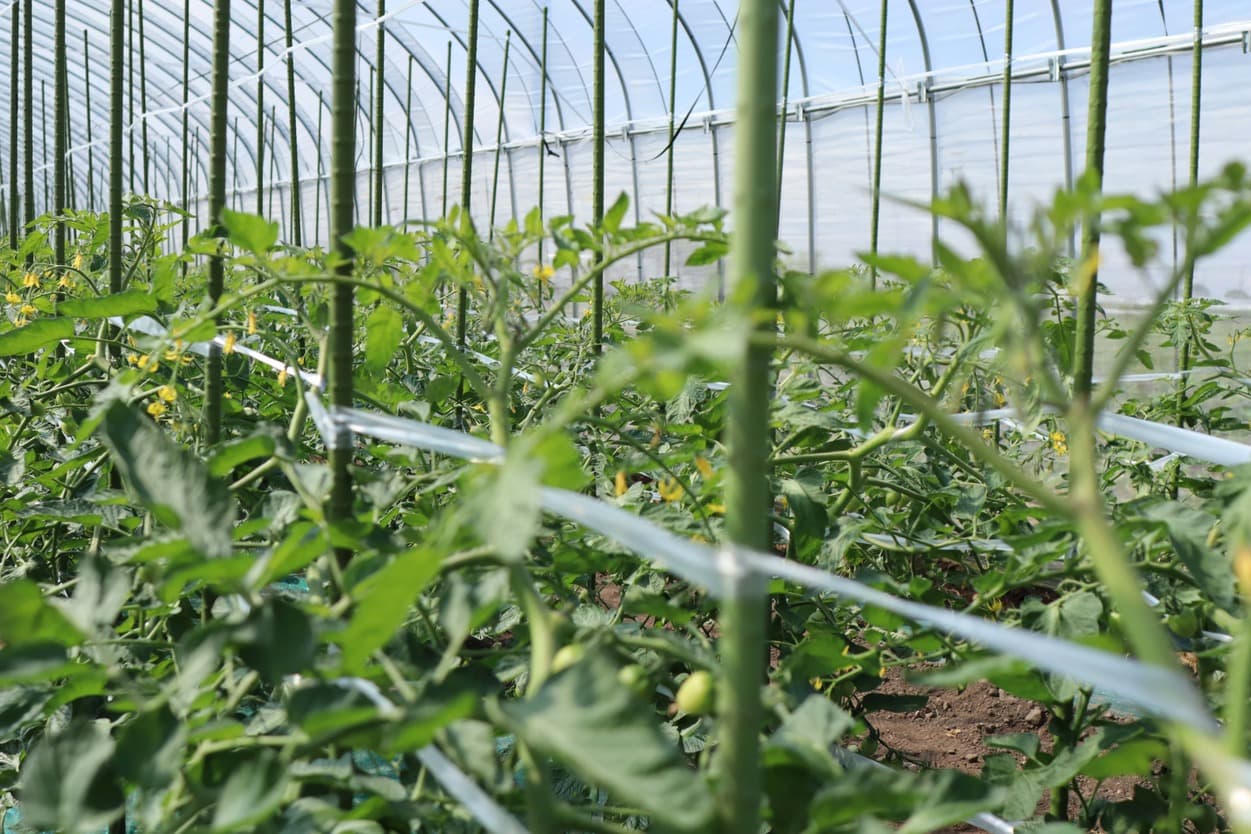 昭和村　トマトベリー