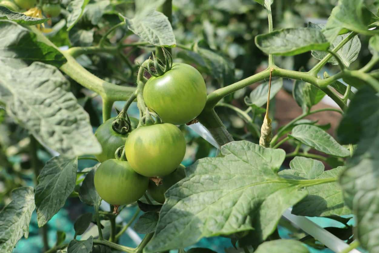 昭和村　ぜいたくトマト