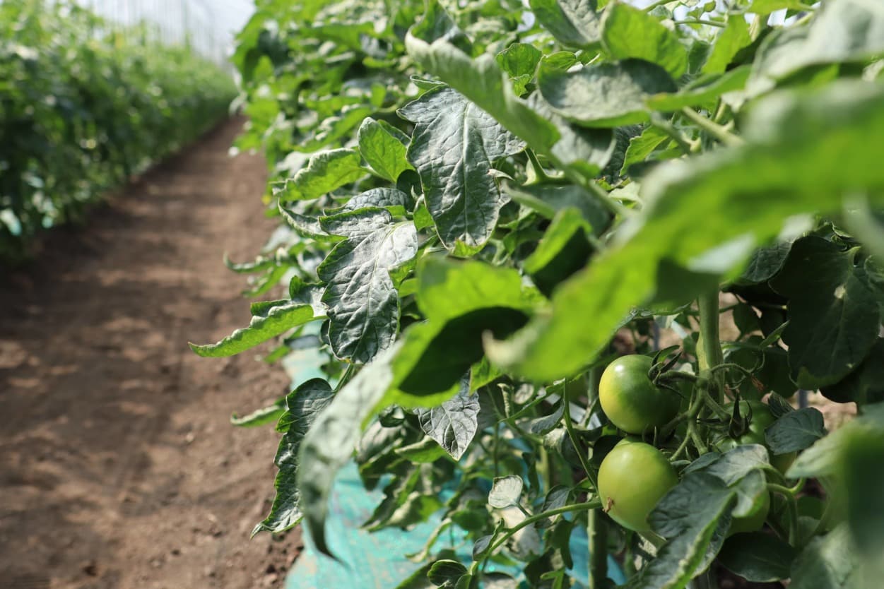 昭和村　ぜいたくトマト