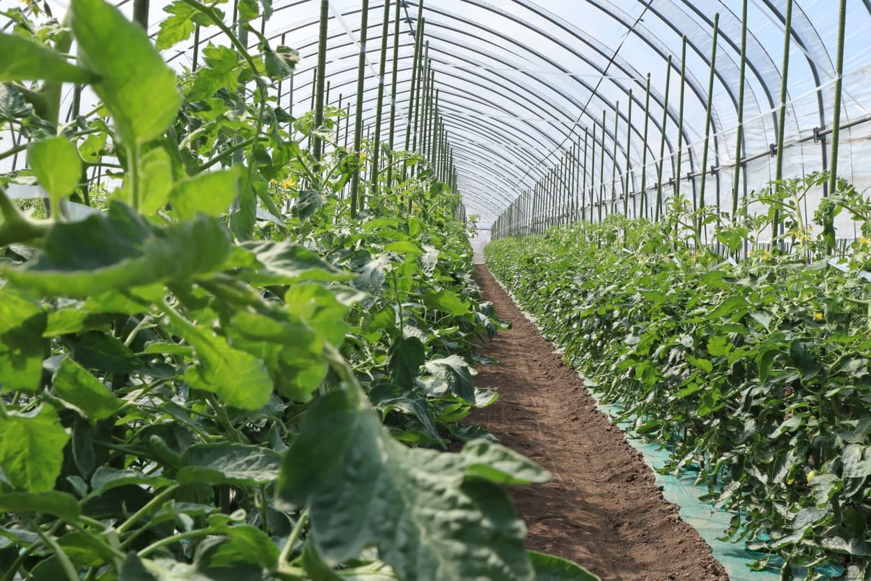 昭和村　ぜいたくトマト