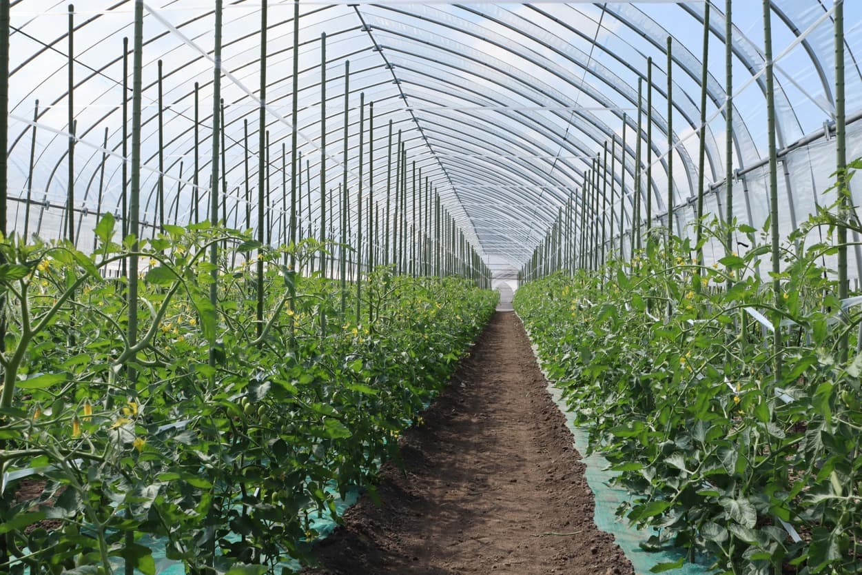 加藤農園　トマトの誘引