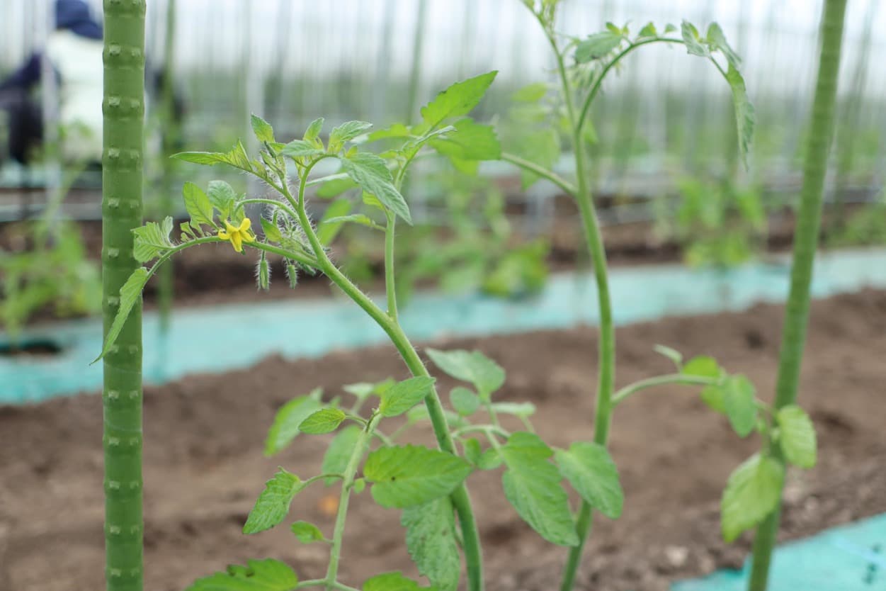 昭和村　トマトベリー