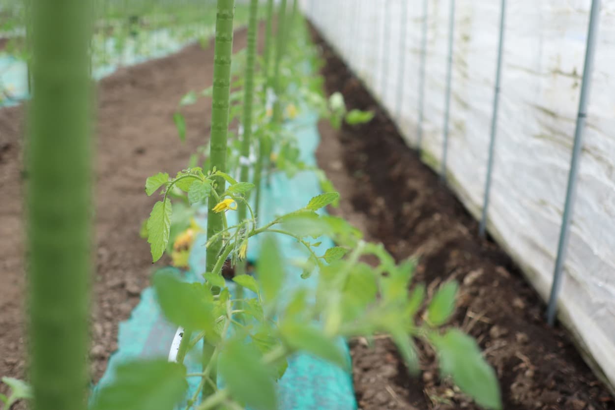 昭和村　トマトベリー