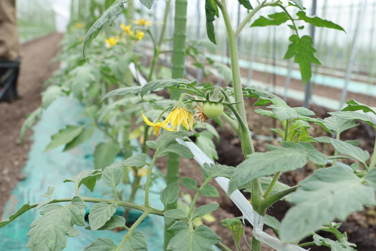 昭和村　ぜいたくトマト