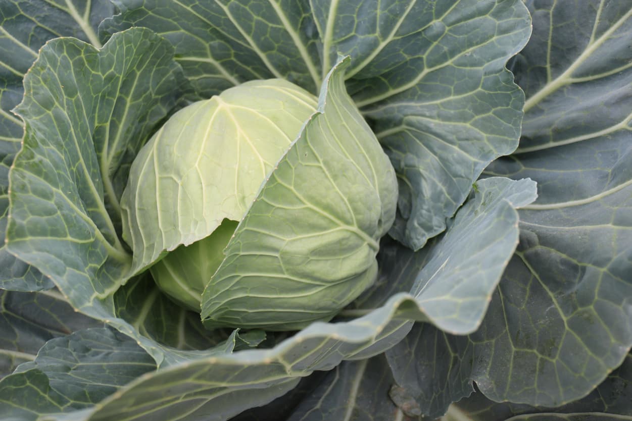 矢切キャベツ　生産者さん