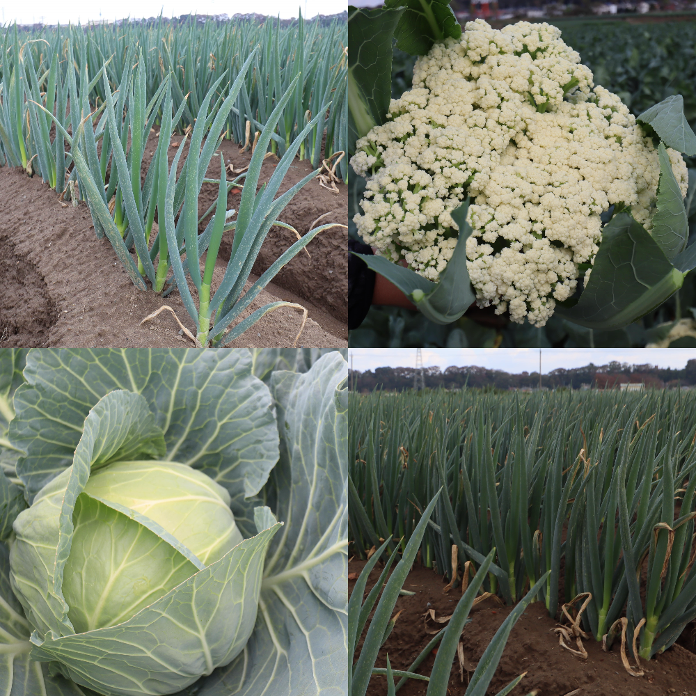 松戸周辺生産者さんの作物