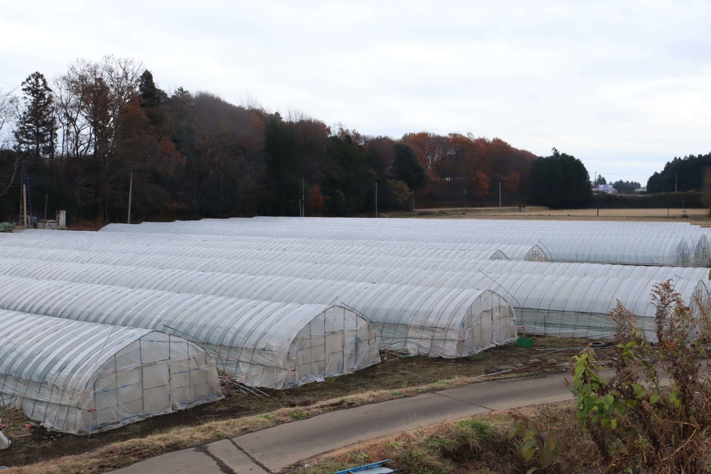 鹿沼にら組合　圃場