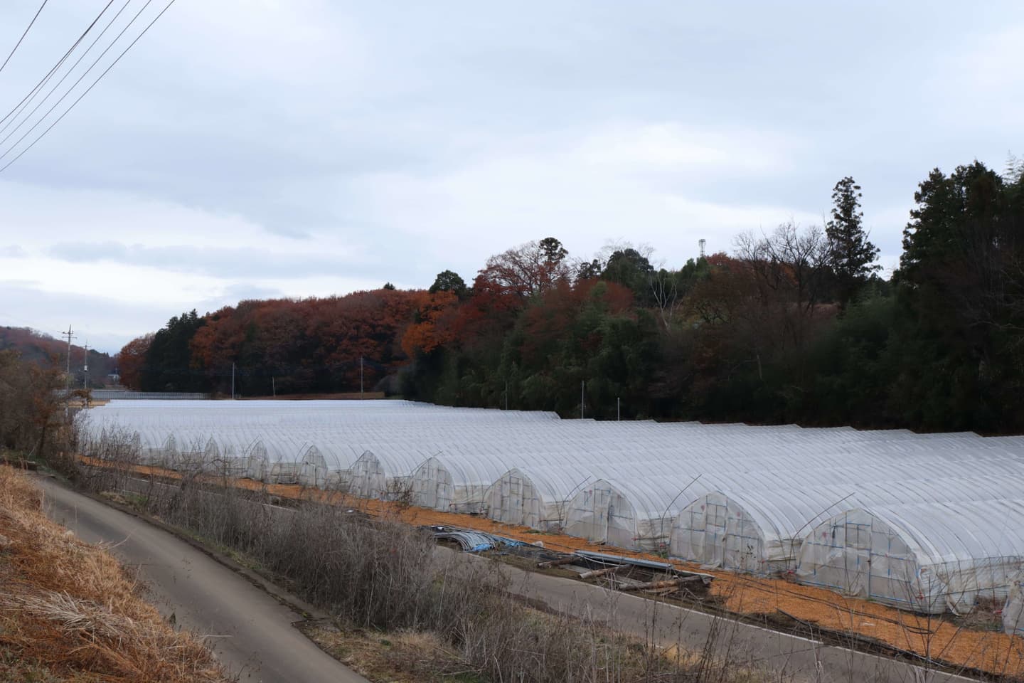 鹿沼にら組合　圃場
