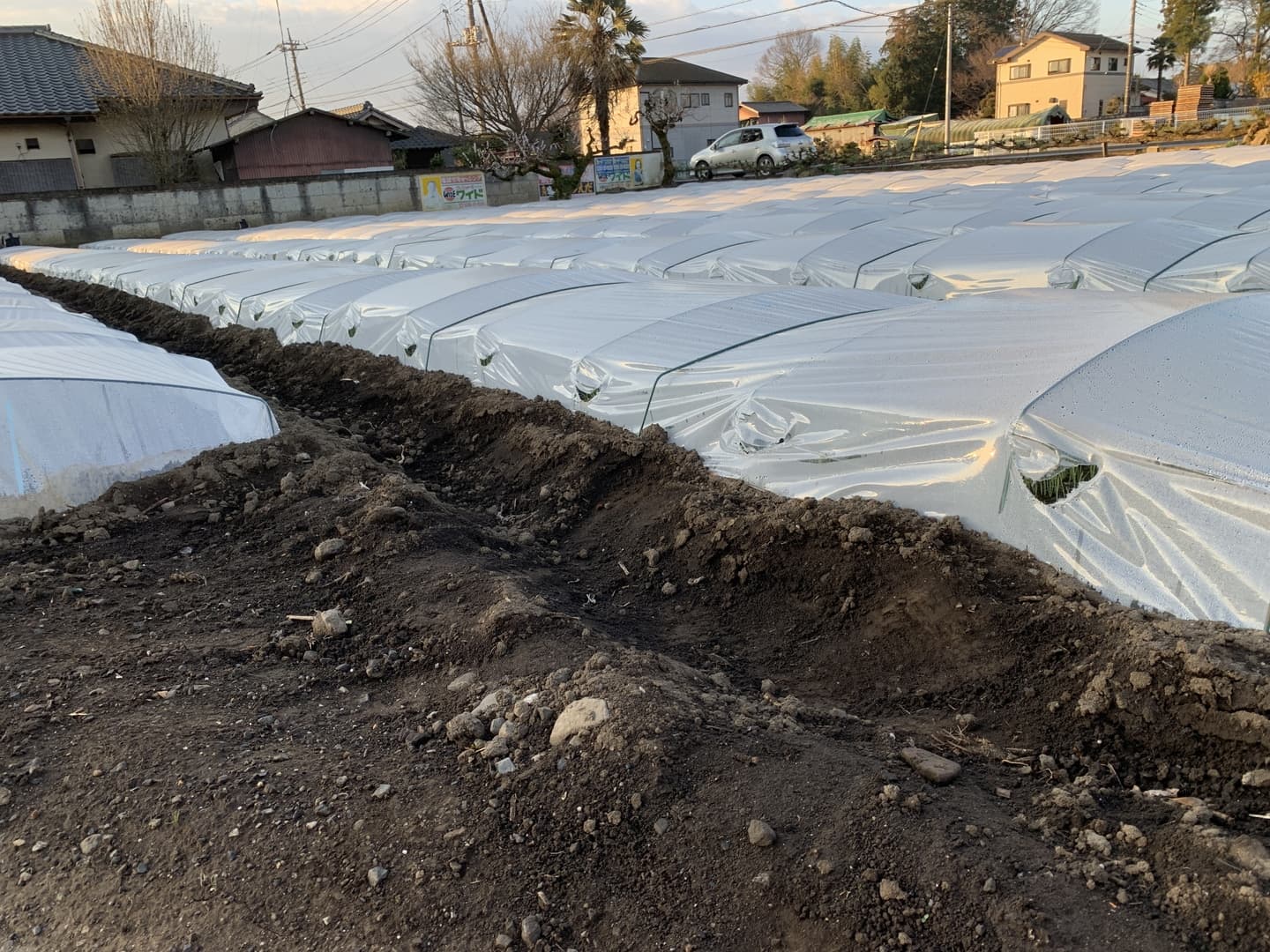 鹿沼にら組合　地床苗