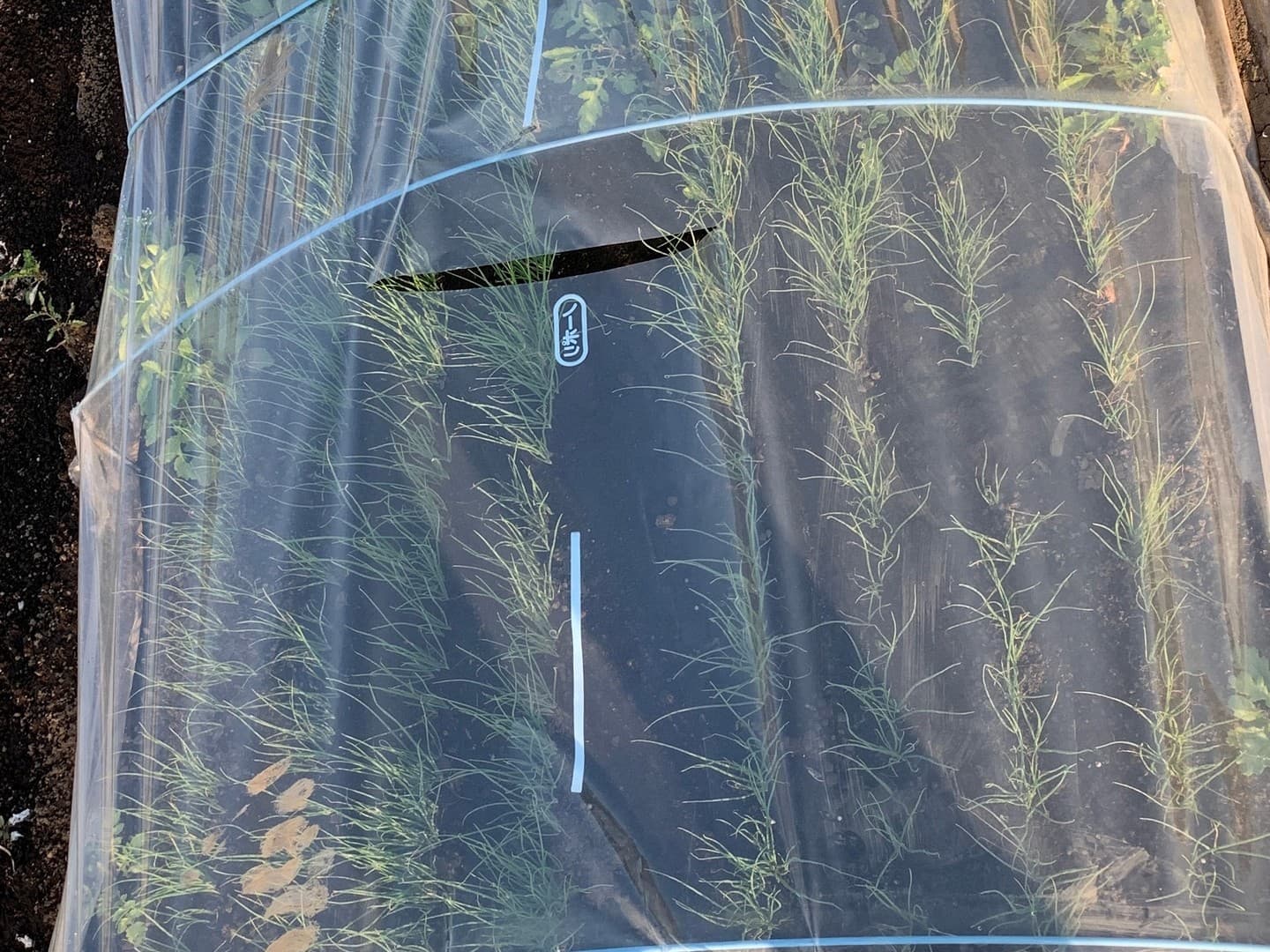 鹿沼にら組合　地床苗