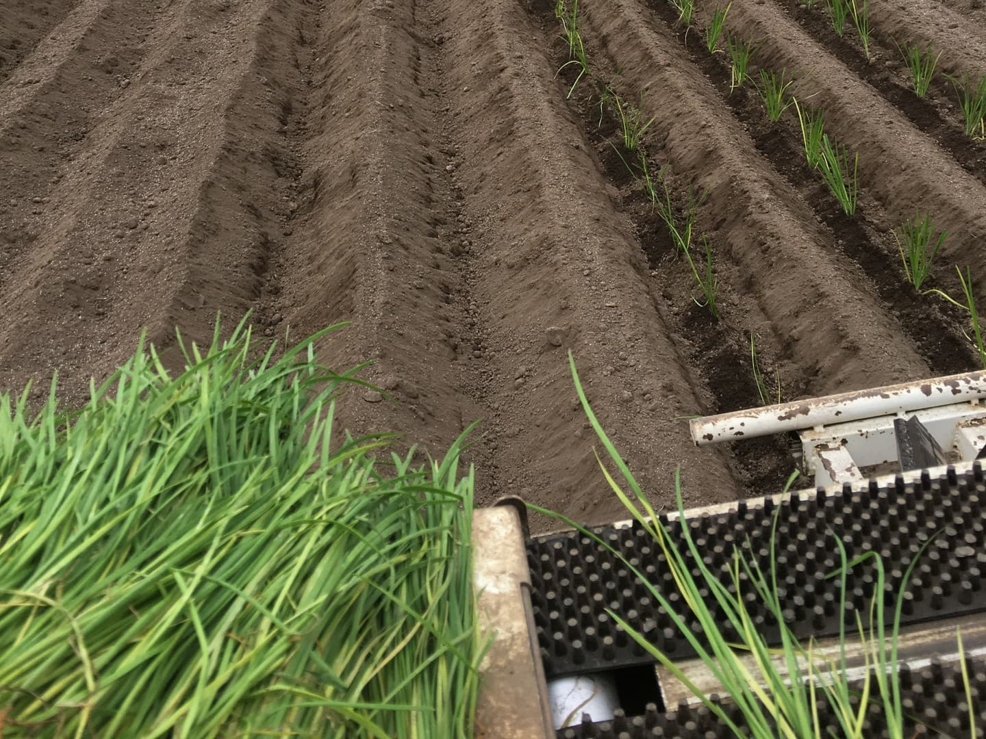 鹿沼にら組合　定植作業