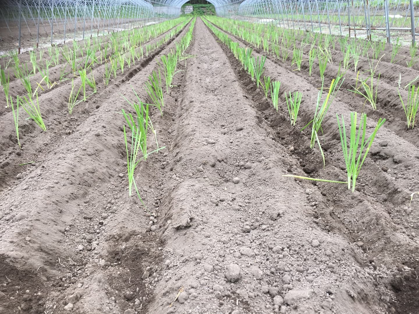 鹿沼にら組合　定植作業