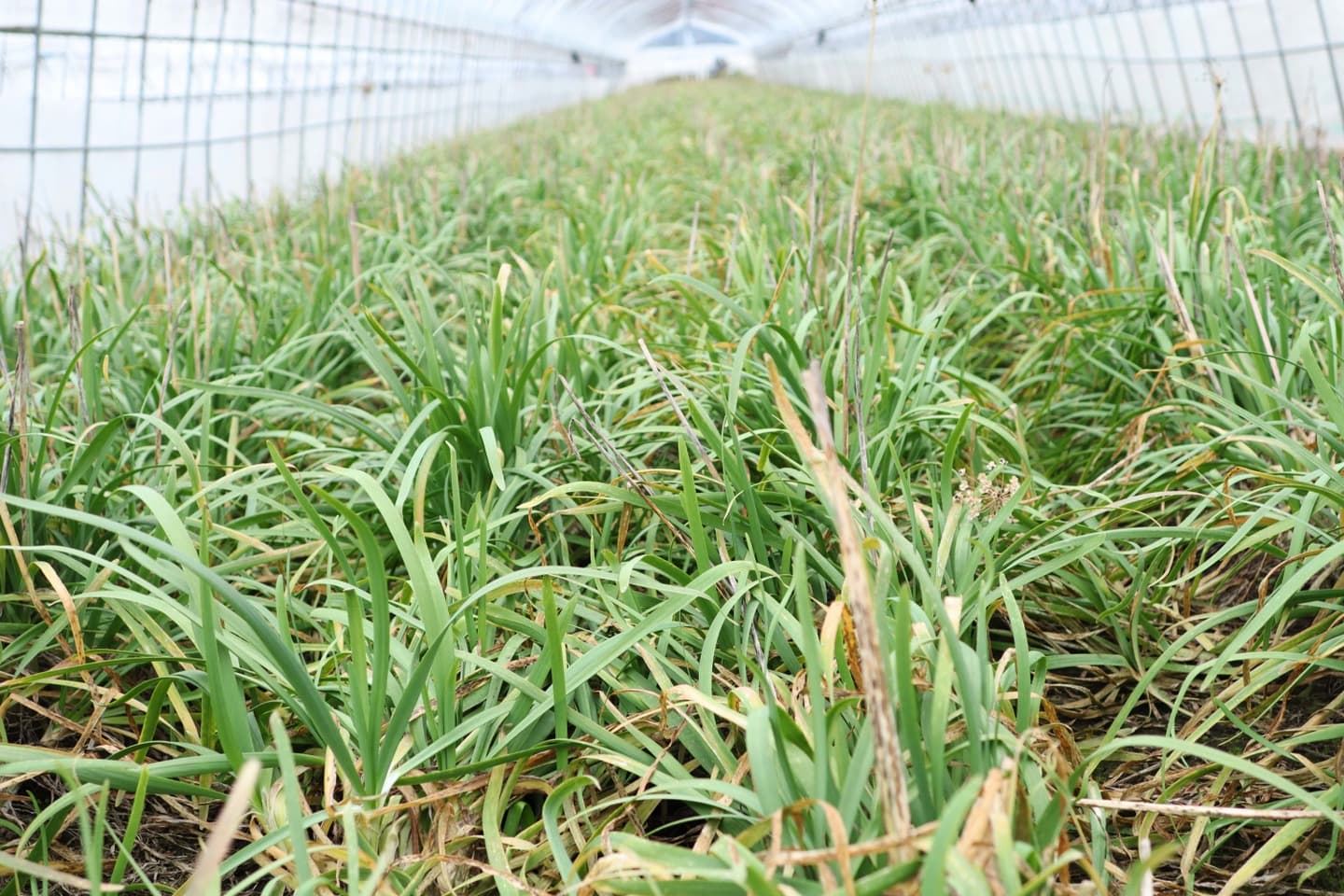 鹿沼にら組合　捨て刈り前