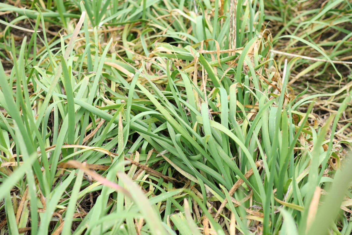 鹿沼にら組合　捨て刈り前