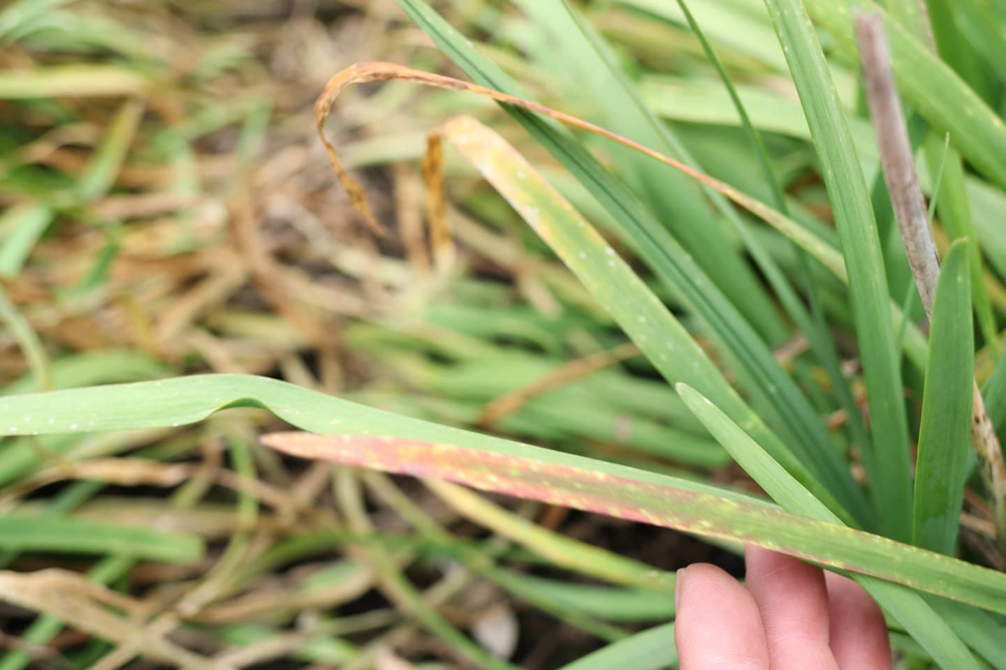 鹿沼にら組合　捨て刈り前