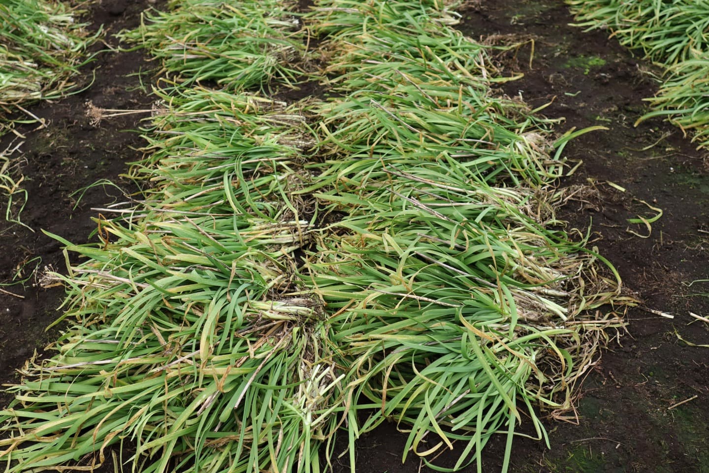 鹿沼にら組合　捨て刈り