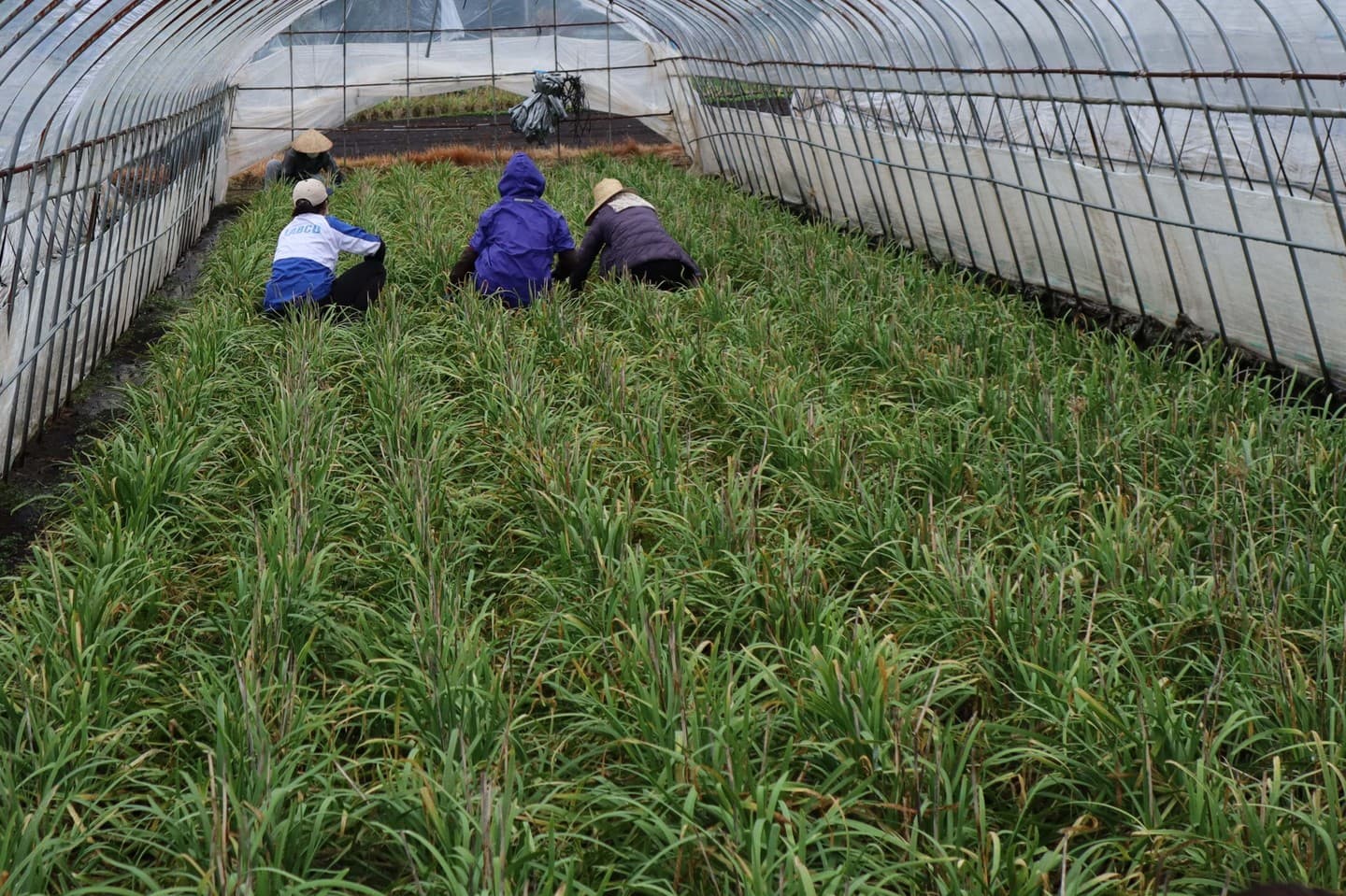 鹿沼にら組合　捨て刈り