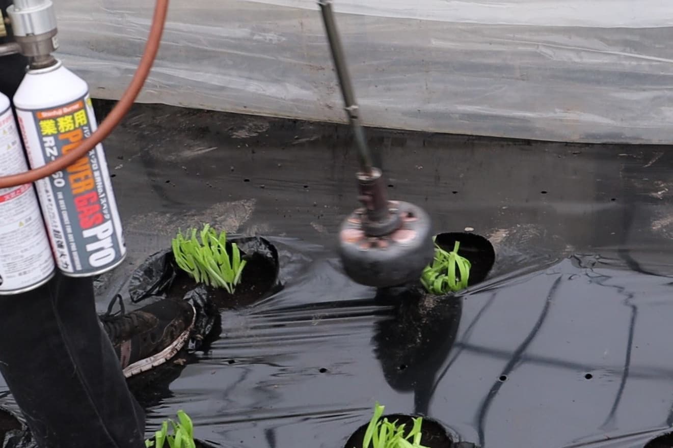 鹿沼にら組合　一番刈りにら