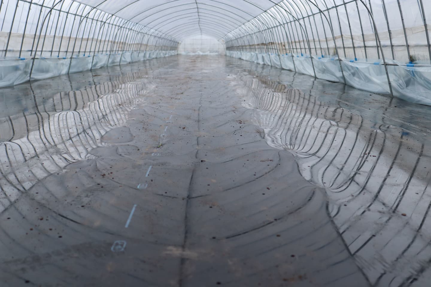 鹿沼にら組合　一番刈りにら