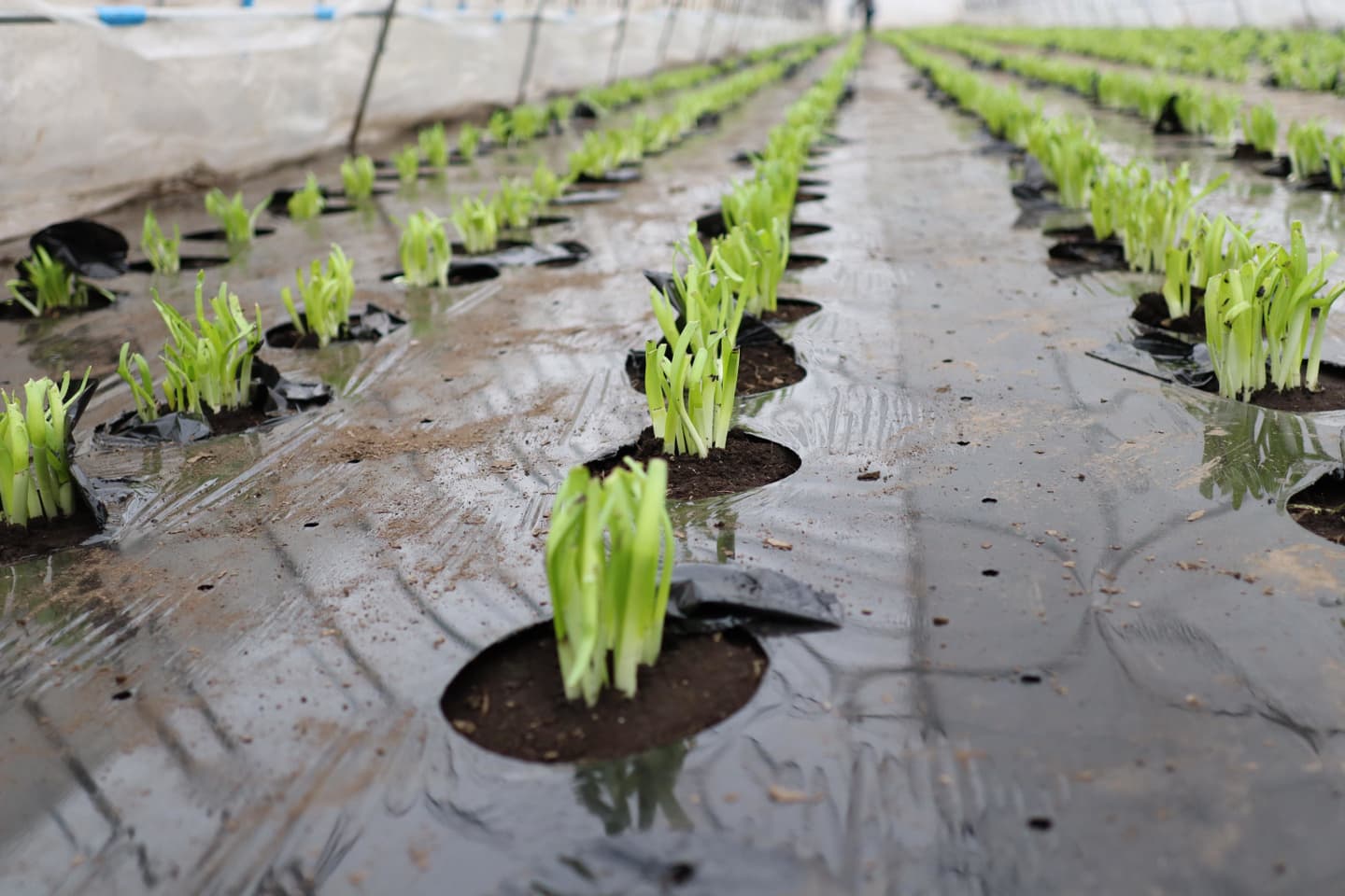 鹿沼にら組合　一番刈りにら