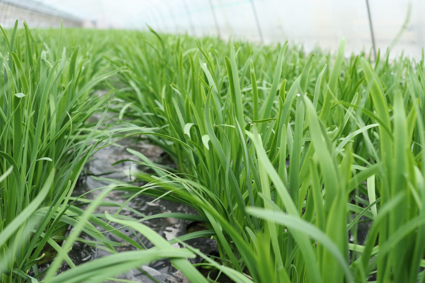 鹿沼にら組合　一番刈りにら