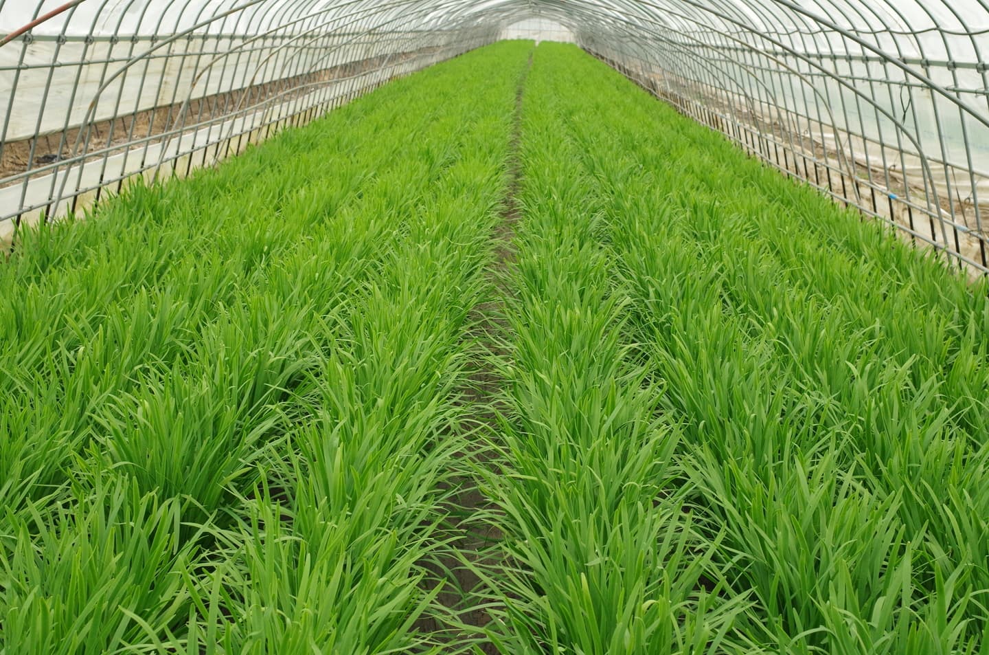 鹿沼にら組合　圃場