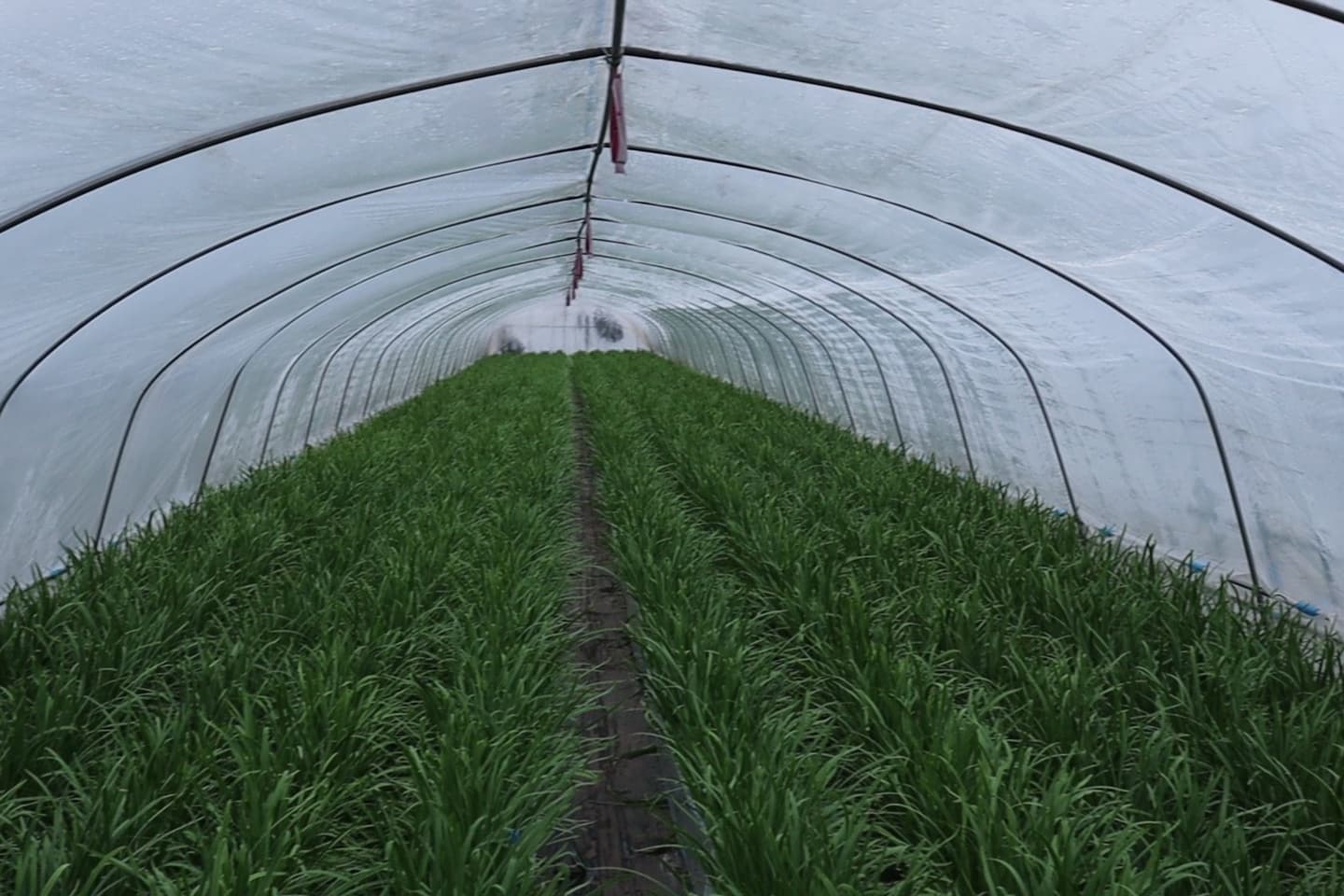 鹿沼にら組合　一番刈りにら