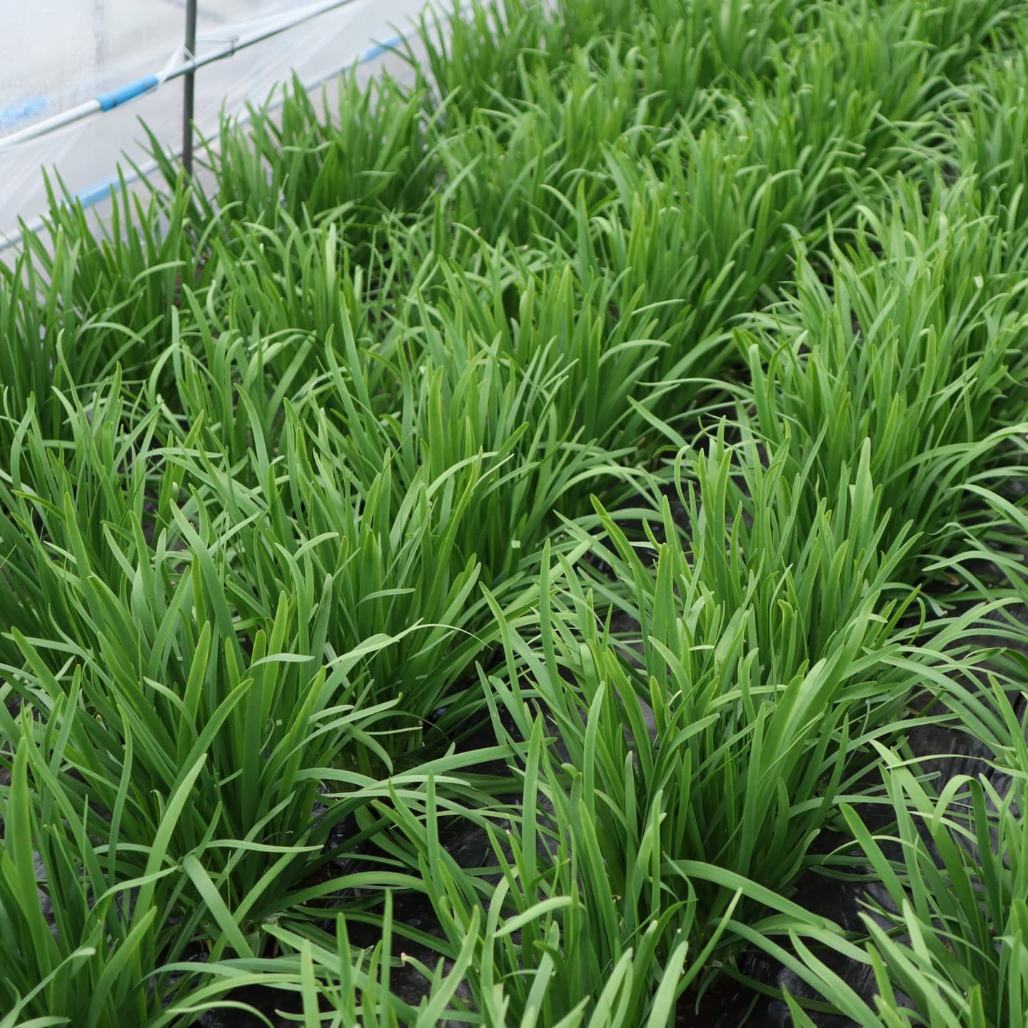 鹿沼にら組合　にら