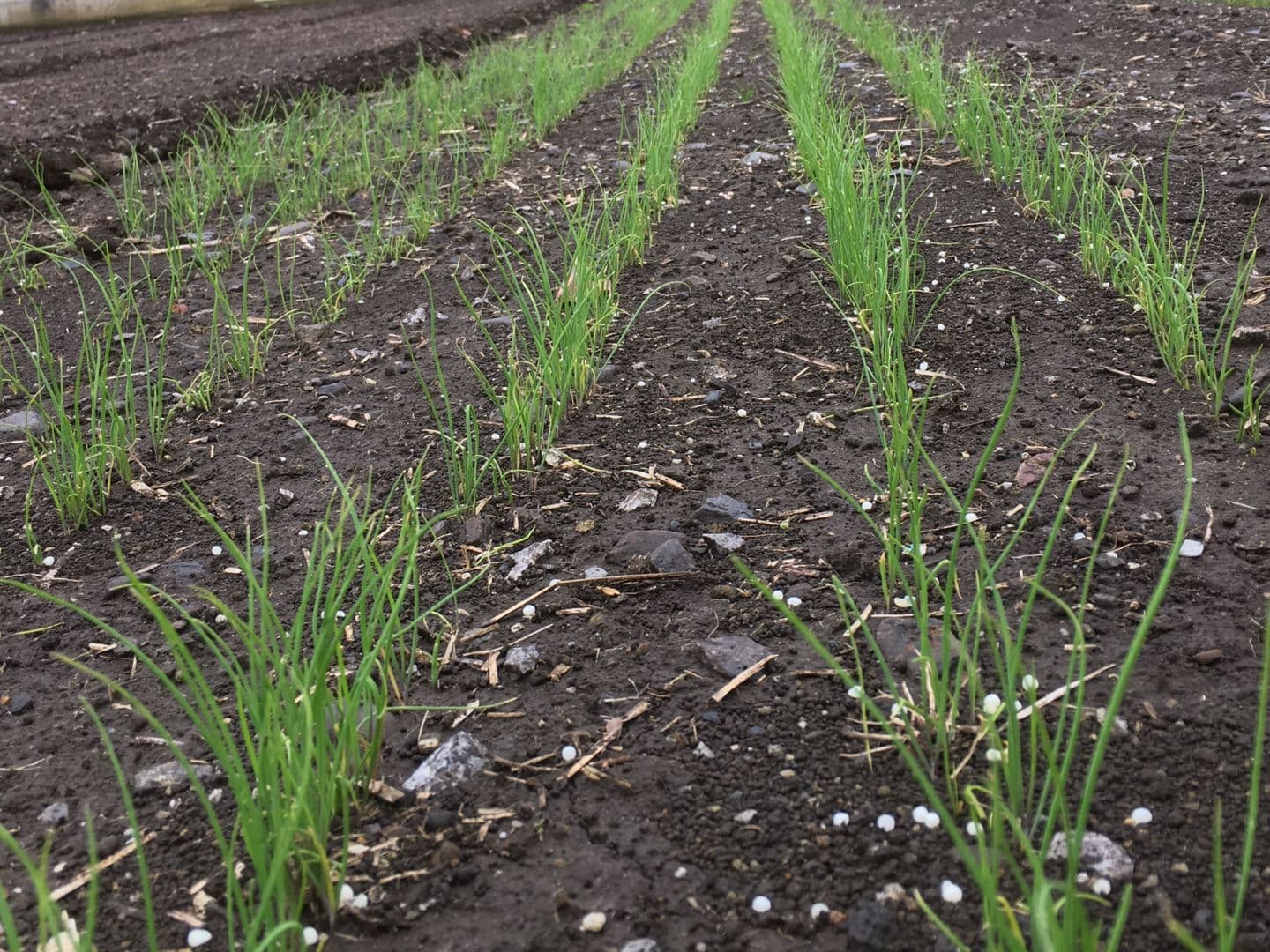 鹿沼にら組合　地床苗