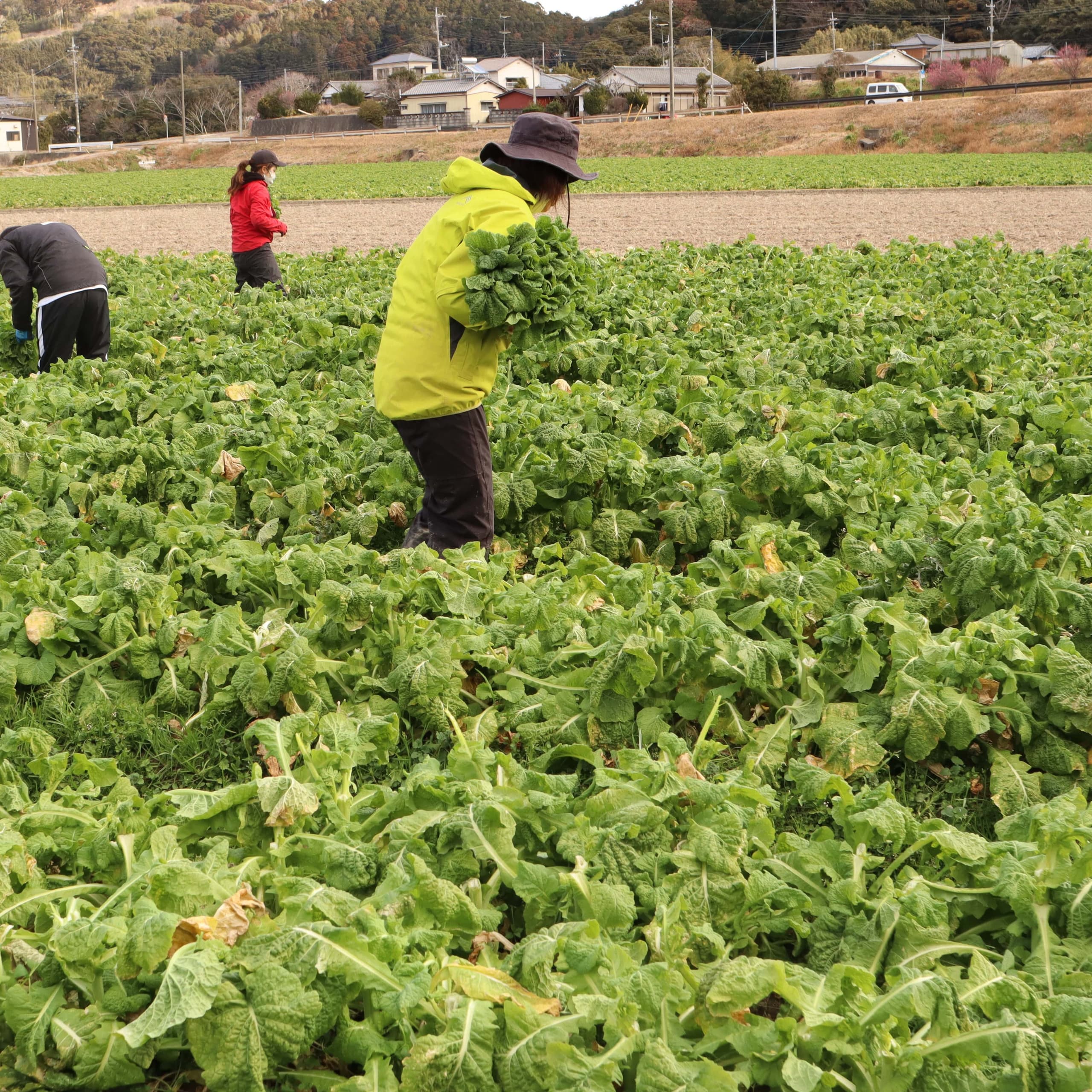 御子神農園　厳寒期の菜花の収穫